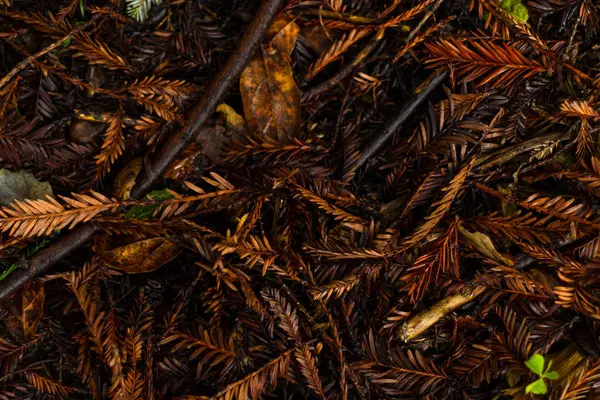 Achtergrond van de natuur — Stockfoto