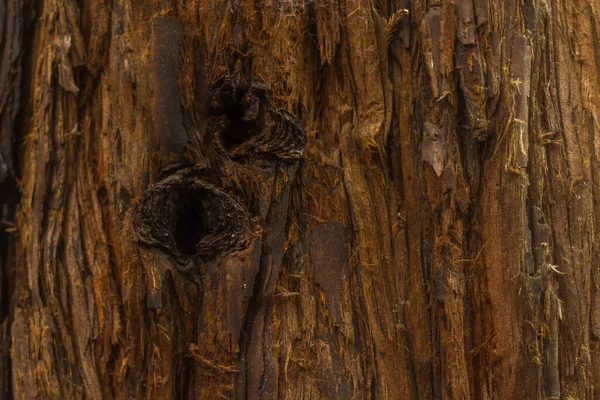 木の穴 — ストック写真