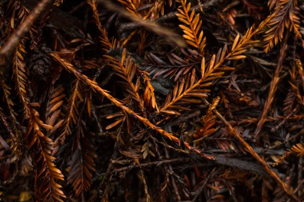 Nature 's Floor Leaves — стоковое фото
