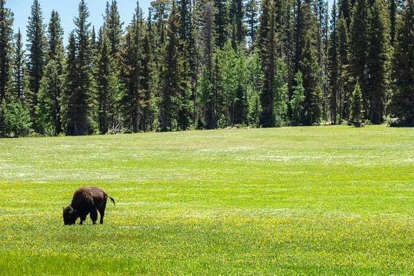 Yeşil Tarlada Bizon