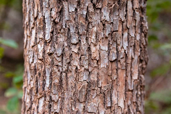 Träd bark struktur — Stockfoto