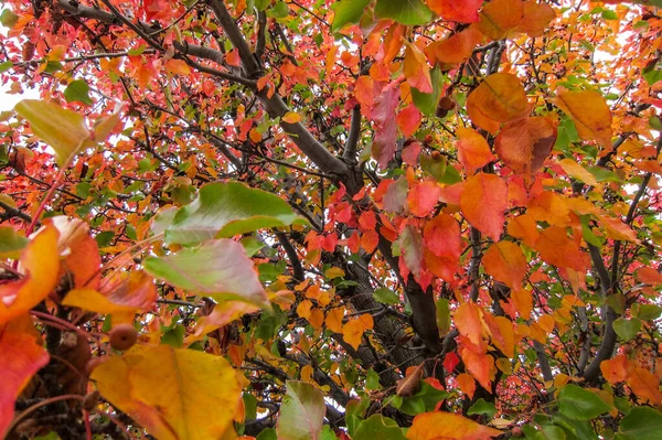 Kırmızı, sarı ve turuncu yapraklar ölüp dallarından düşmek üzere. Sonbahar veya sonbahar kavramları için mükemmel bir arkaplan veya doku.