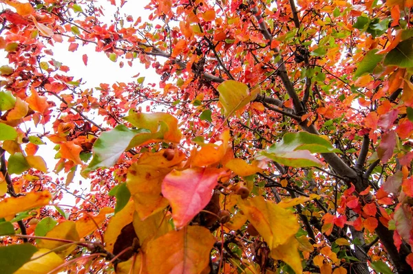 Red, yellow and orange leaves about to die and fall off their branches. A perfect background or texture for autumn or fall concepts.