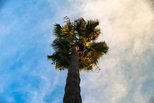 Blick Auf Den Stamm Einer Hohen Palme Bei Sonnenuntergang — Stockfoto