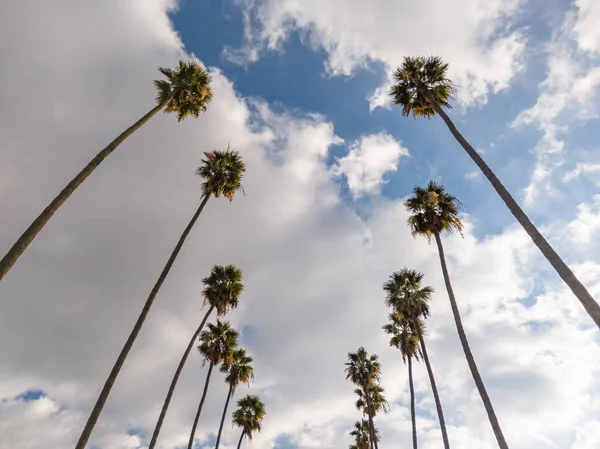 Alçak açı ileri ve aşağı blokta sıra sıra yüksek palmiye ağaçları Kaliforniya 'nın banliyösünde bir caddeye bakıyor..