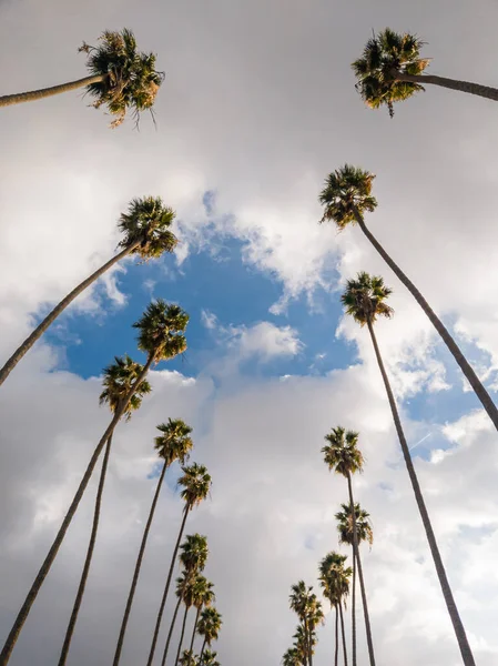 Alçak açı ileri ve aşağı blokta sıra sıra yüksek palmiye ağaçları Kaliforniya 'nın banliyösünde bir caddeye bakıyor..