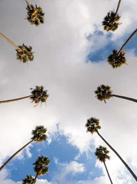カリフォルニアの郊外の通りに並ぶ背の高いヤシの木の列をまっすぐに見上げた低角度のアップショット ロイヤリティフリーのストック写真