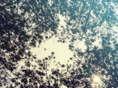 Yaz renk efekti; Çam ormanı görünümüne bakıyor