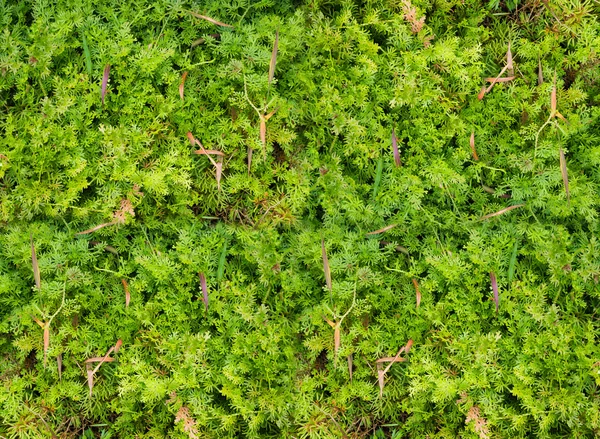 Ferns; nature and fresh background — Stock Photo, Image