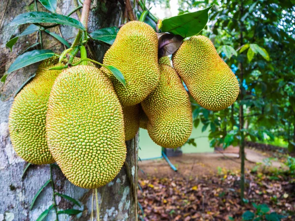 Jack tree üzerinde Jackfruits; Tayland'da bir evde büyüyen