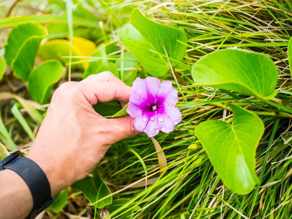 El dokunaklı çiçek ile Ipomoea pes caprae çiçek
