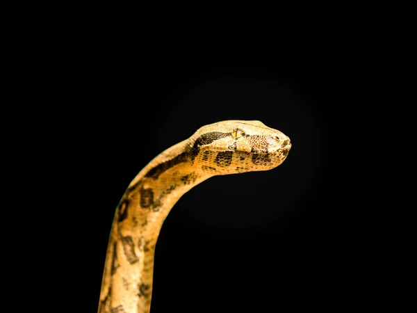 Cabeza de serpiente, enfoque en el ojo, sobre fondo negro, con palmadita de recorte — Foto de Stock