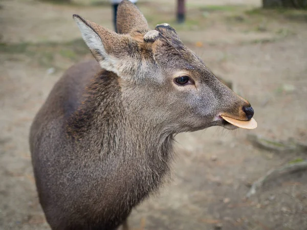 Veados comendo ração em Nara, Japão, de perto — Fotografia de Stock