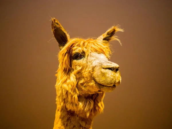 Lama face close up — Photo