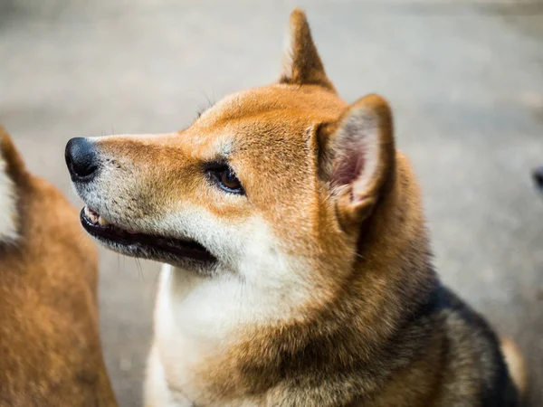 柴犬閉じる側の顔を — ストック写真