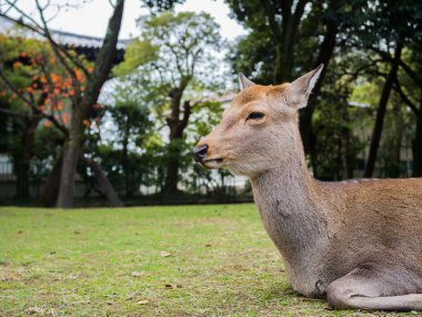 Çim alan Park Nara, Japonya üzerinde geyik