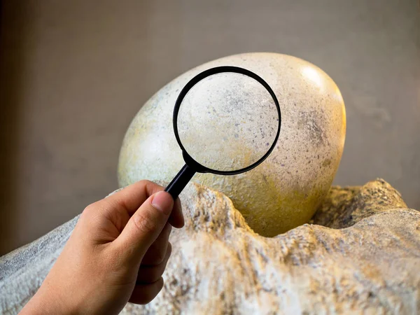 Magnifier on big egg, education and zoo concept — Stock Photo, Image