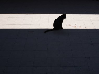 Katta, korkunç kedi kavramı siyah kedi silüeti