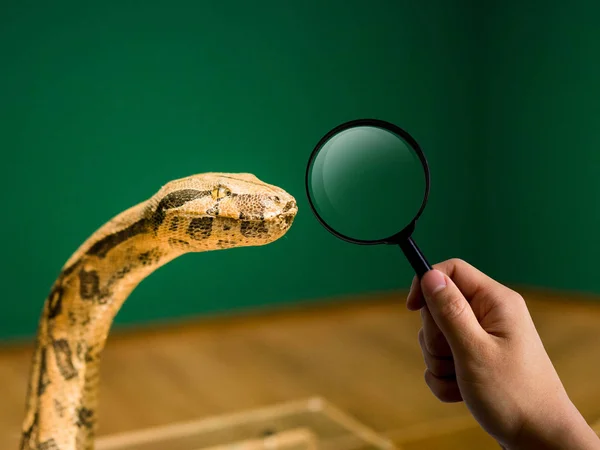 Lupa e cabeça de cobra, zoológico e conceito de educação — Fotografia de Stock