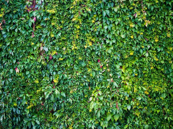 Bluszcz Tło Natura Zielony Ściana — Zdjęcie stockowe