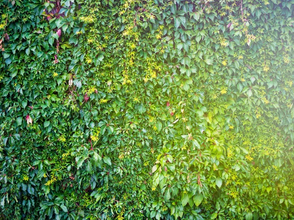Κισσού τοίχο φύση πράσινο φόντο — Φωτογραφία Αρχείου