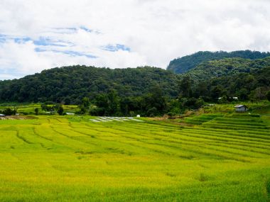 Chom tanga bölgesinde, Chiang Mai Province Tayland Doi Inthanon pirinç Teras