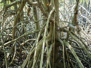 Mangrov kökleri yakın çekim