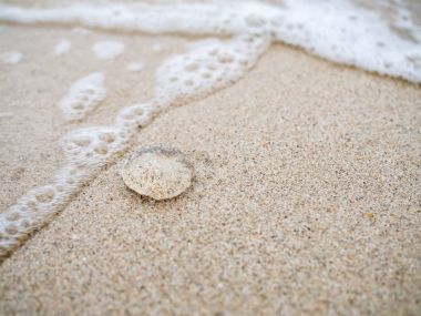 Küçük jöle balık kum plaj