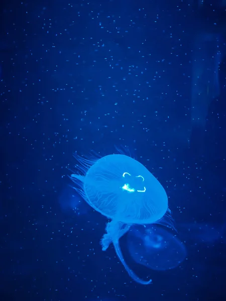 蓝光中的水母 — 图库照片