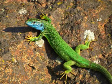 sürüngen güneşin altında