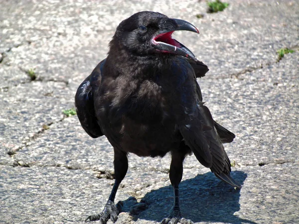 Raven sitter på vägen — Stockfoto