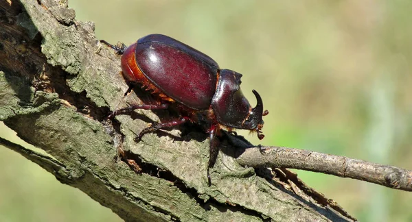 Rhinoceros beetle crawling on the trunk — Stock Photo, Image
