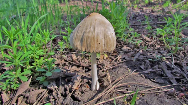 蘑菇在林间空地上 — 图库照片