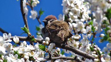 çiçek açan bir ağacın dalı üzerinde oturan kuş