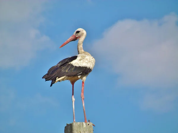 Stork på stolpe — Stockfoto