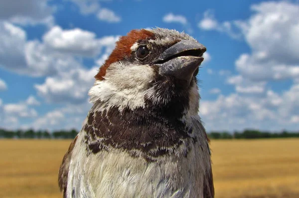 Regardant vers l'oiseau de la caméra — Photo