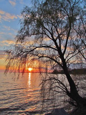 Gün batımı arkaplanındaki ağaç