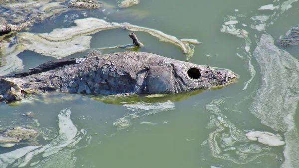 Pesci morti sulla riva — Foto Stock