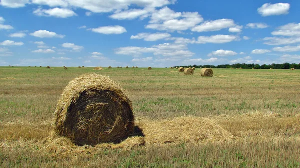 Feld nach der Ernte — Stockfoto