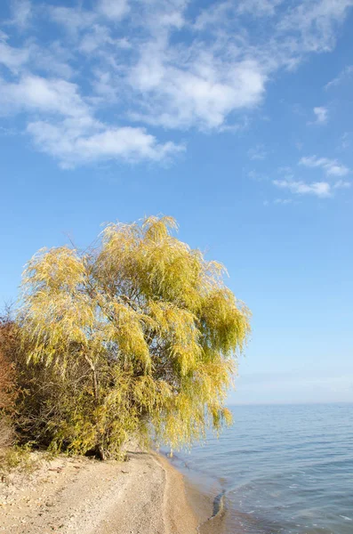 De boom aan de oever van het meer — Stockfoto