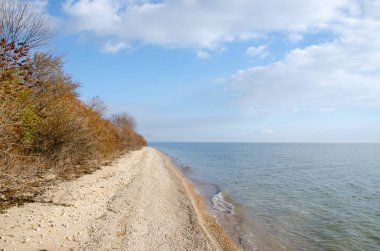 Göl kıyısındaki ağaçlar