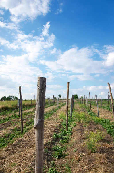 bir asma altında çiftlik