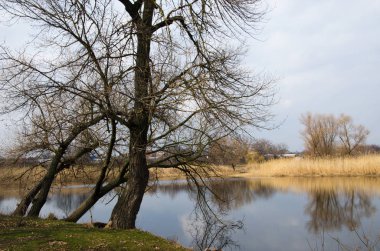 Göl kıyısındaki ağaçlar