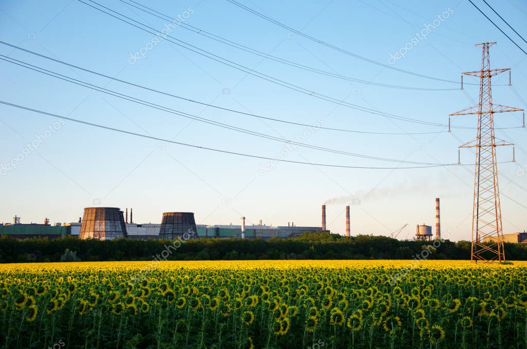 young shoots of sunflower under a high-voltage line