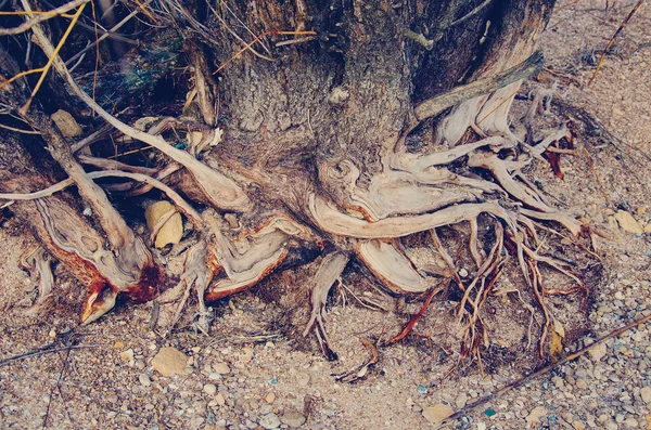 A árvore em pedras — Fotografia de Stock