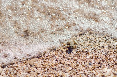 deniz kıyısı üzerinde oturan kurbağa