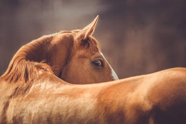 Retrato Hermoso Caballo Castaño Budyonny Gelding Impresionante Mirando Por Detrás —  Fotos de Stock