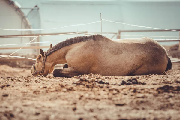 Gelding Horse Scratching Itself Ground Paddock Spring Daytime — Stock Photo, Image