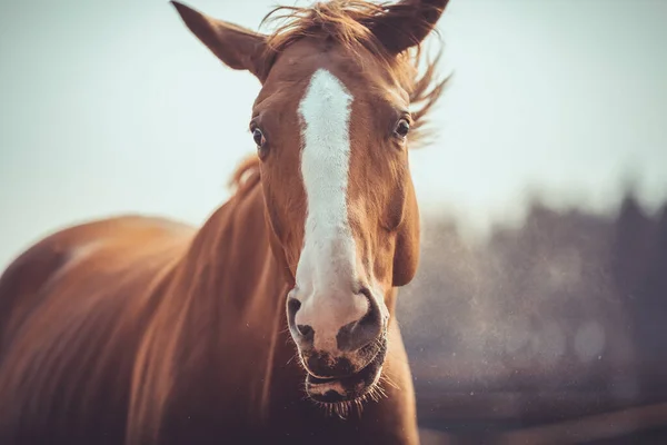 春の昼間の揺れ頭の中でおかしい栗のブディオニー ゲリング馬の肖像 — ストック写真