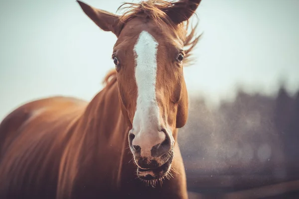 Ritratto Divertente Pazzo Castagna Budyonny Cavallo Castrone Durante Scuotere Testa — Foto Stock